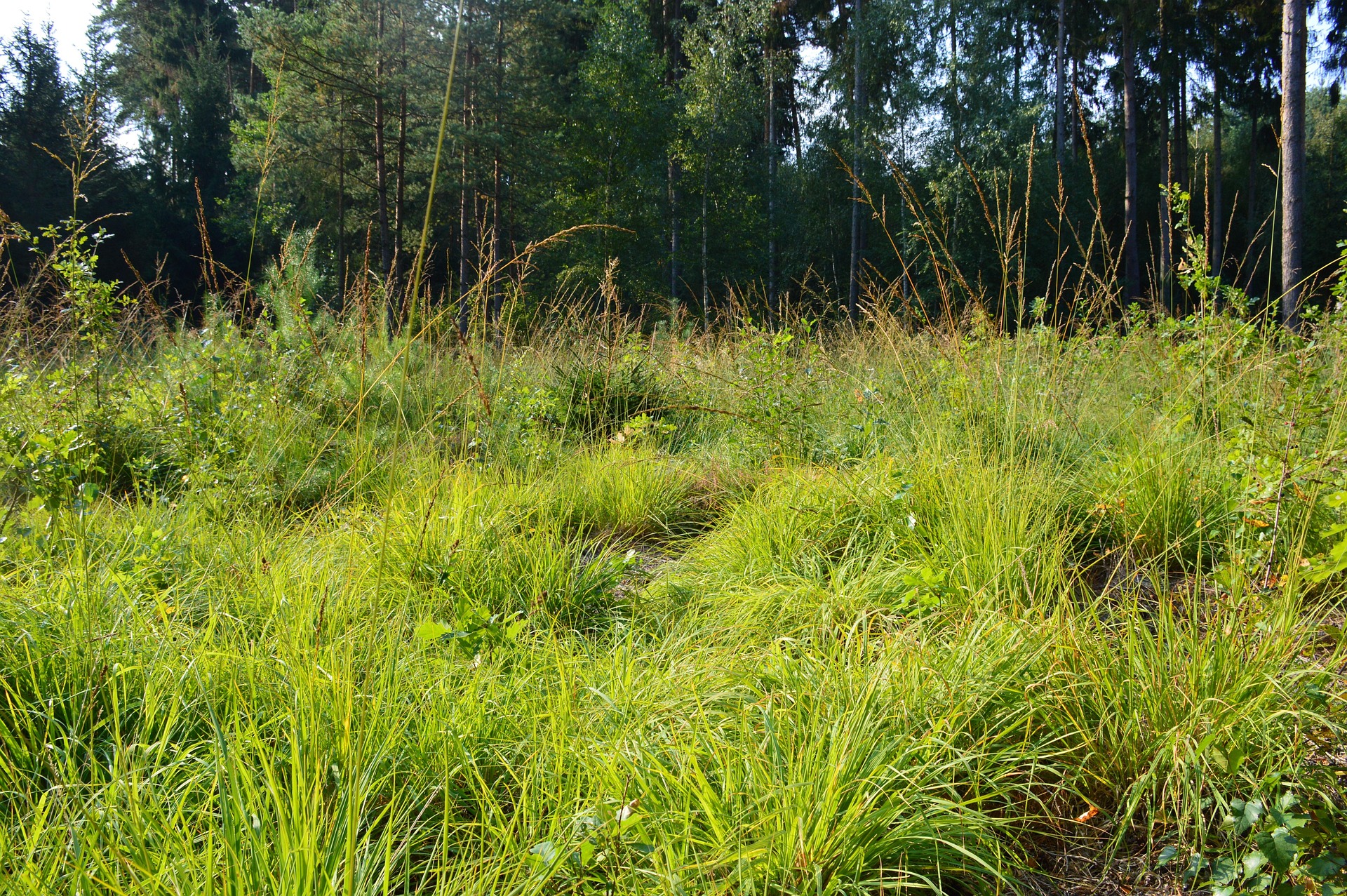 skog1