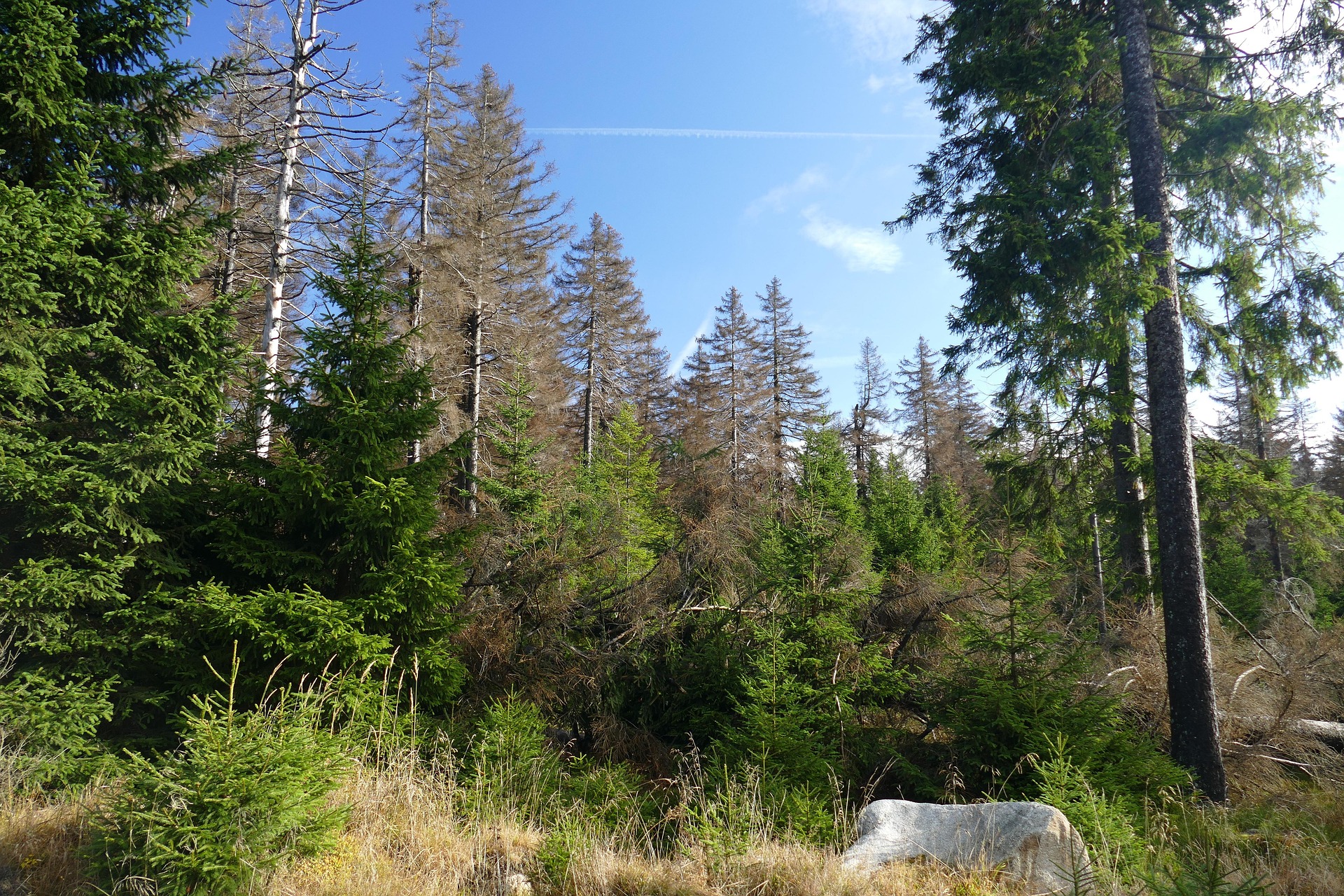 Barrskog med både levande och döda granar